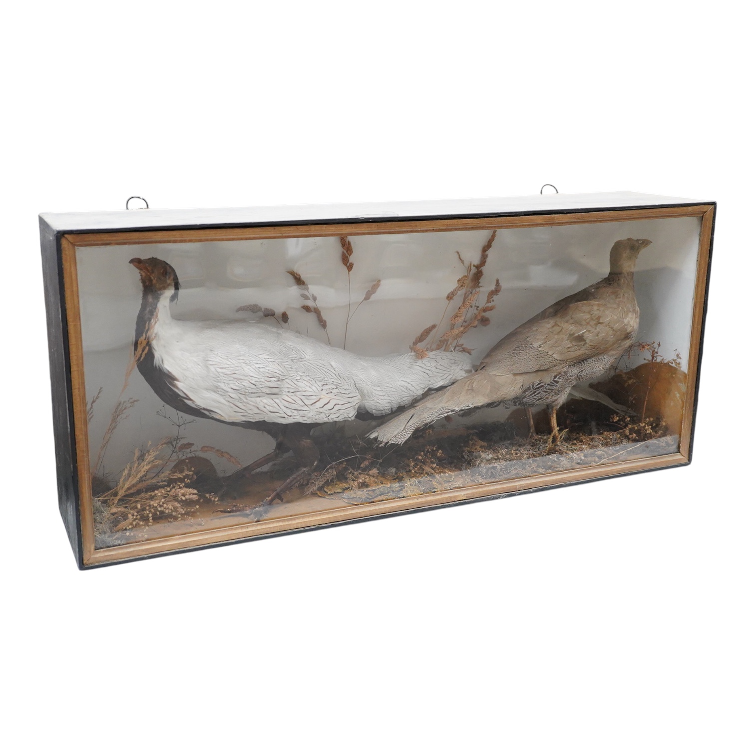 A Victorian cased taxidermy silver cock and hen pheasant in a landscape flat fronted cabinet, dimensions; 86.5cm wide, 38cm high, 20cm deep